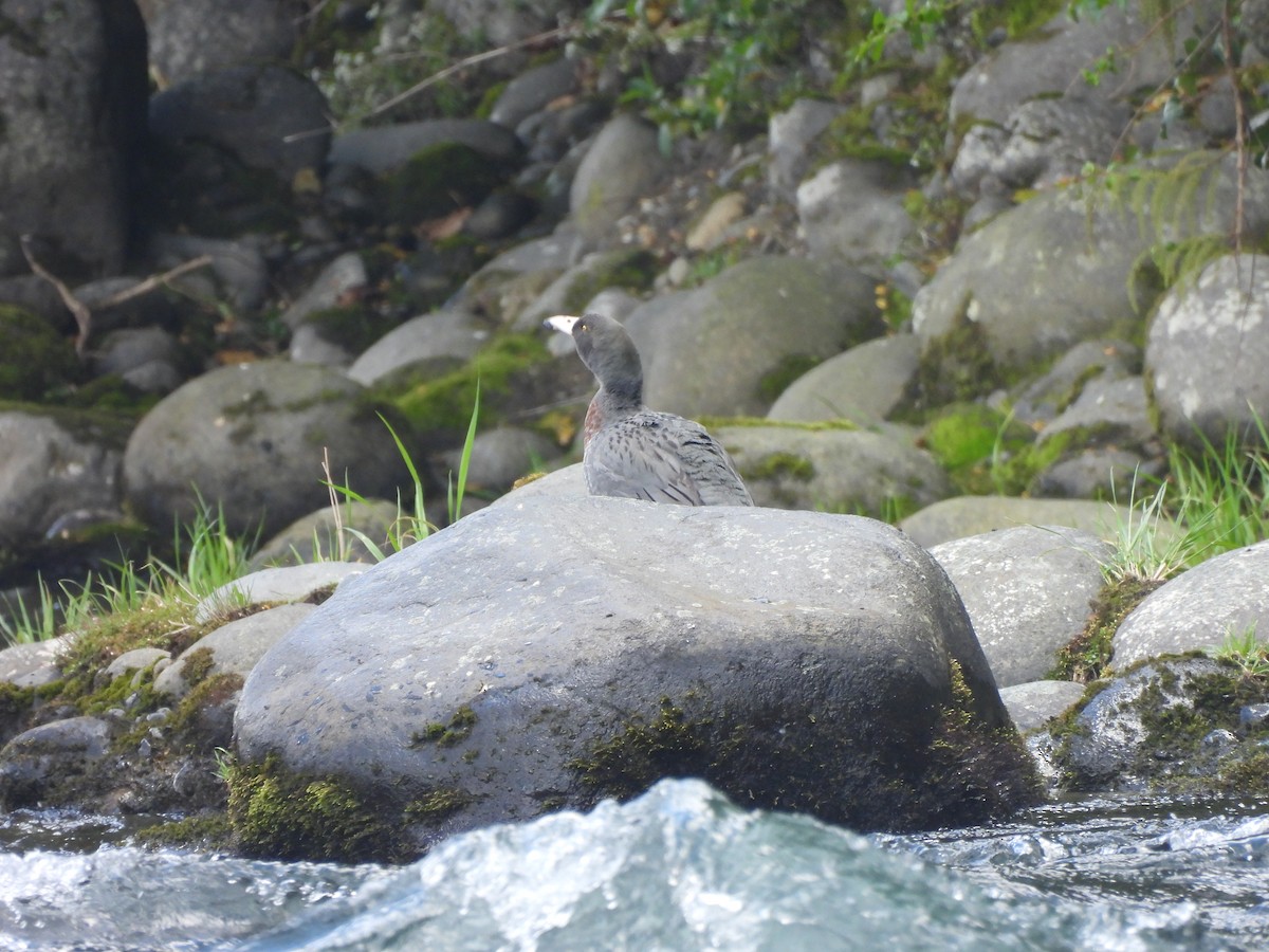 Blue Duck - ML645539654