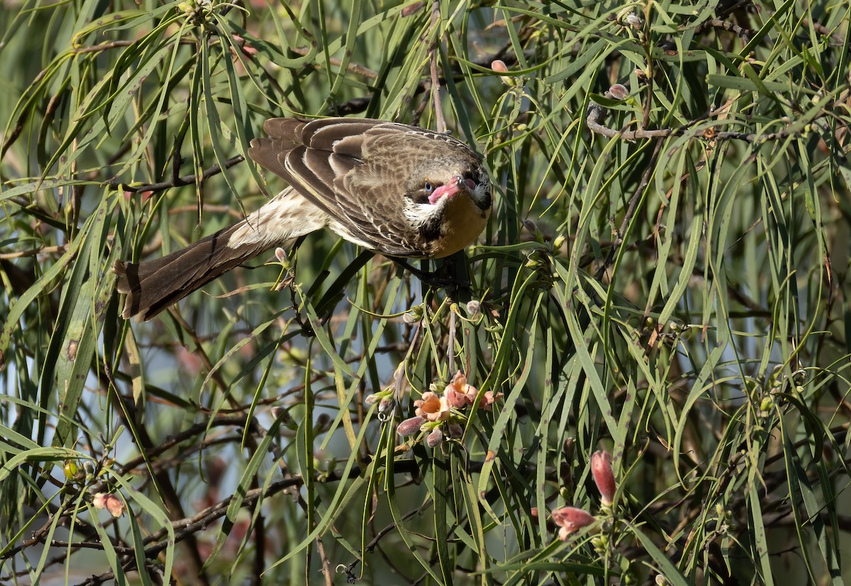 Diken Yanaklı Balkuşu - ML645539655