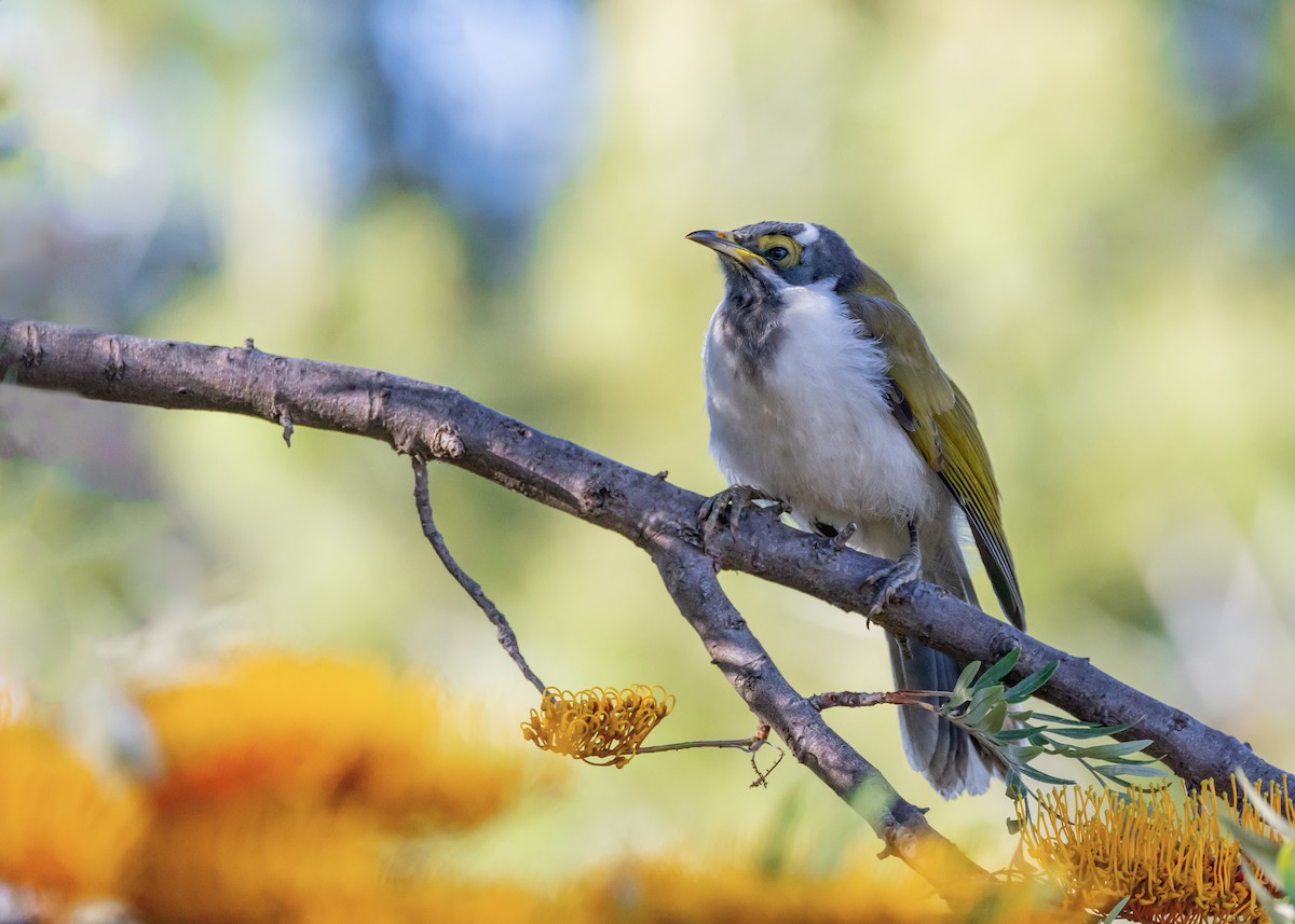 アオツラミツスイ - ML645539666