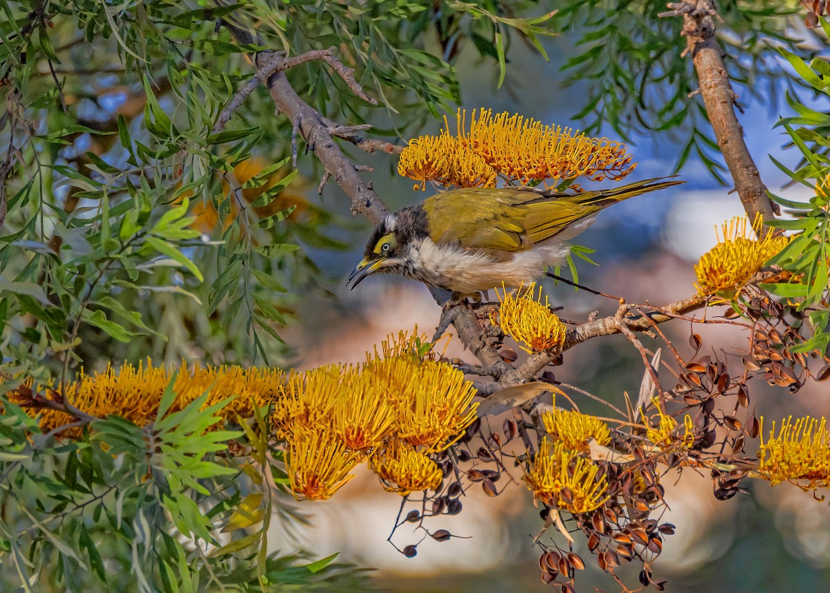 アオツラミツスイ - ML645539667