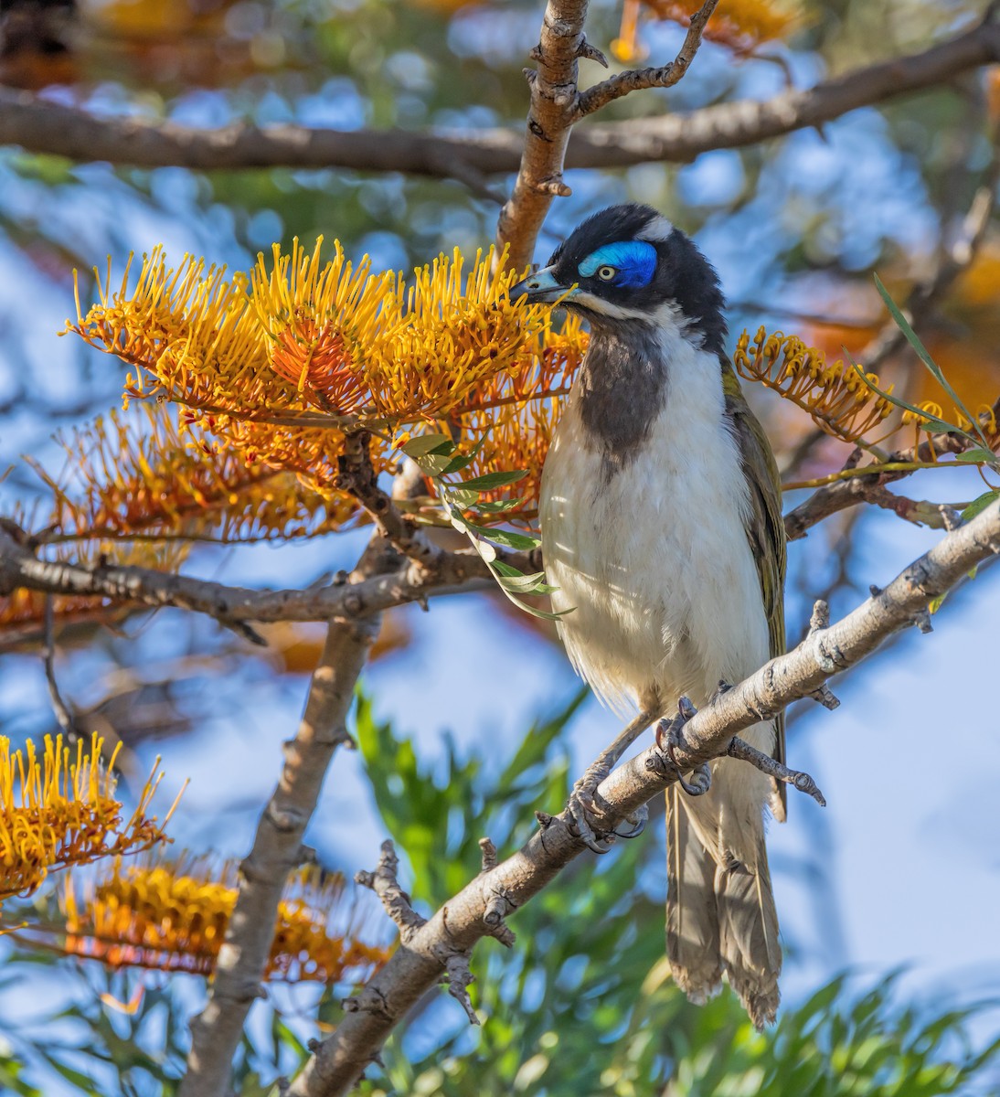 アオツラミツスイ - ML645539668