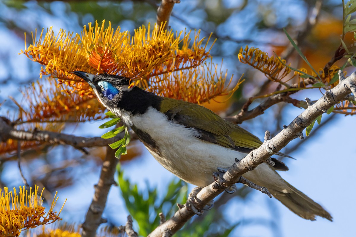 アオツラミツスイ - ML645539669