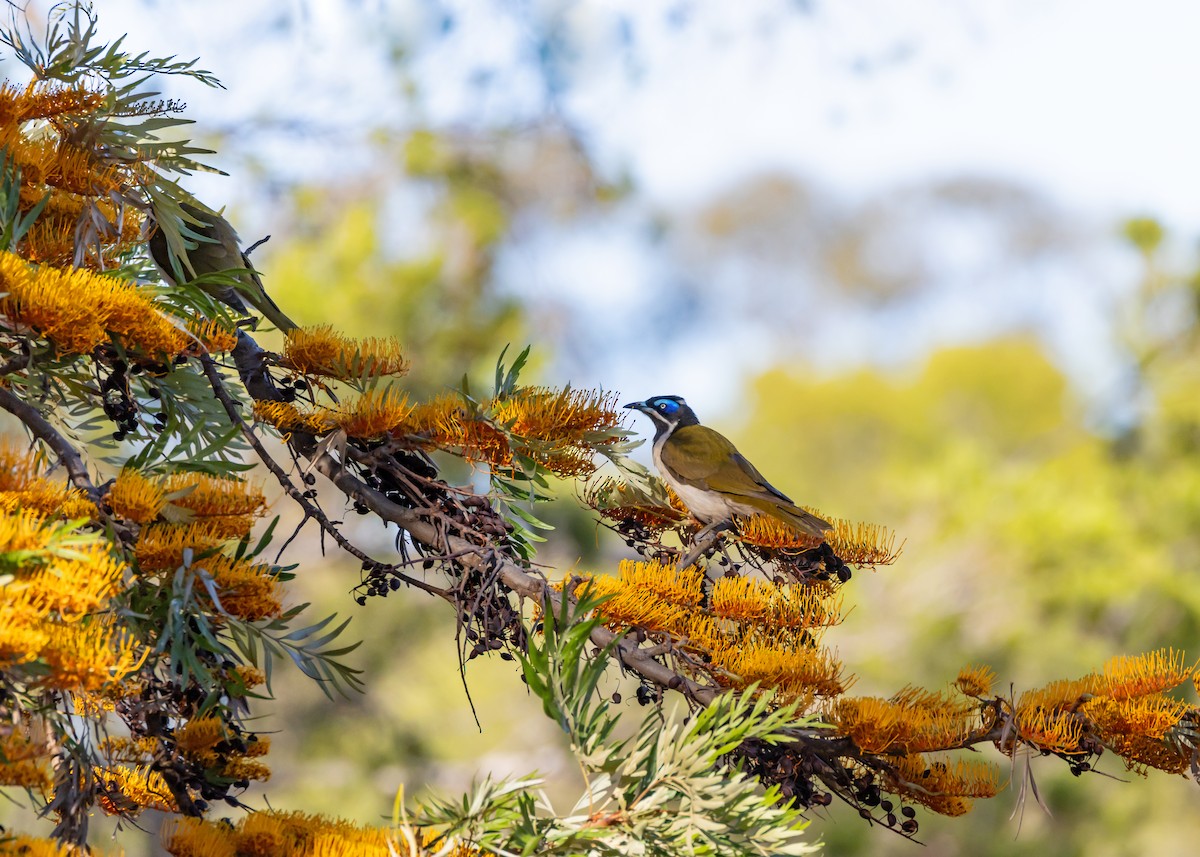 アオツラミツスイ - ML645539670