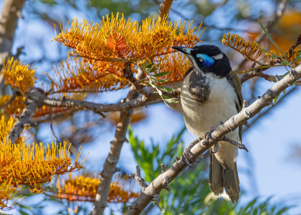 アオツラミツスイ - ML645539671