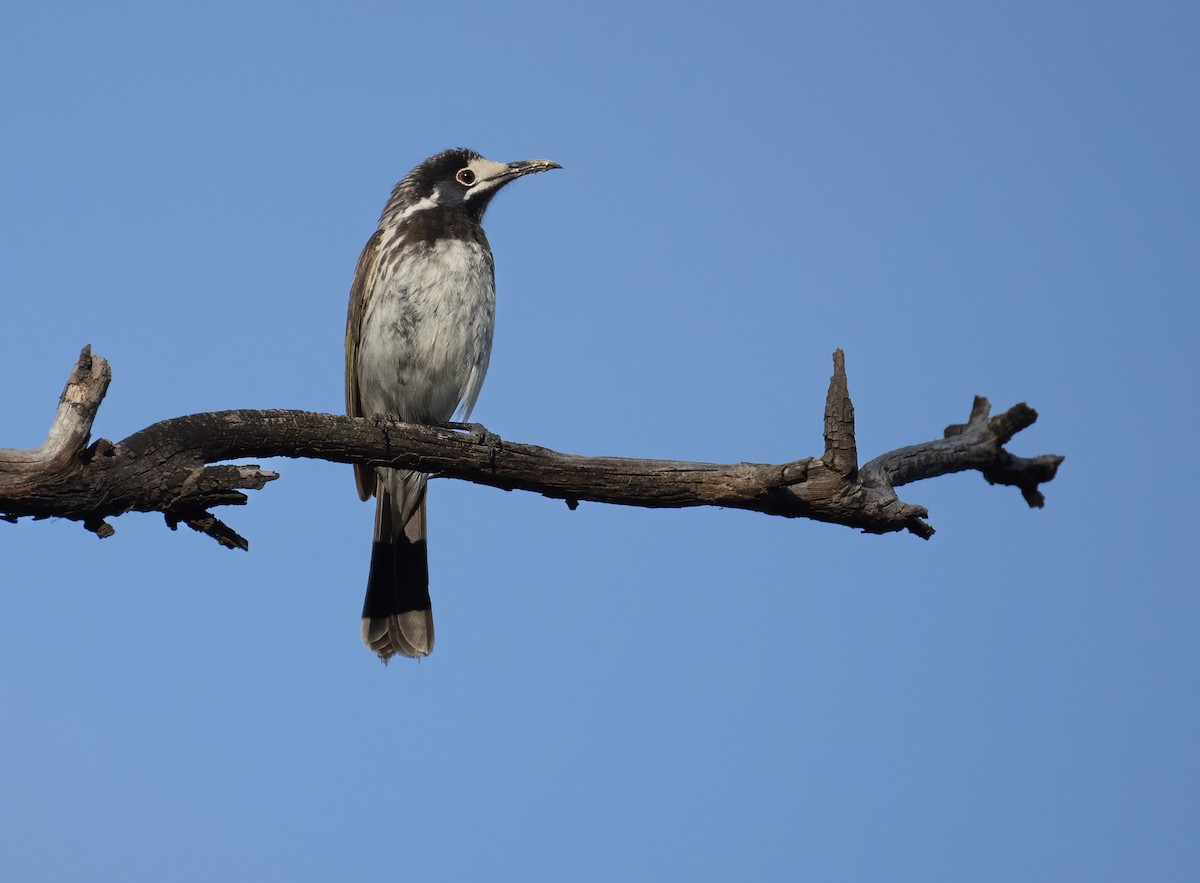 White-fronted Honeyeater - ML645539672