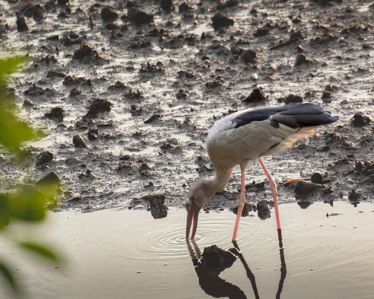 Asian Openbill - ML645539674