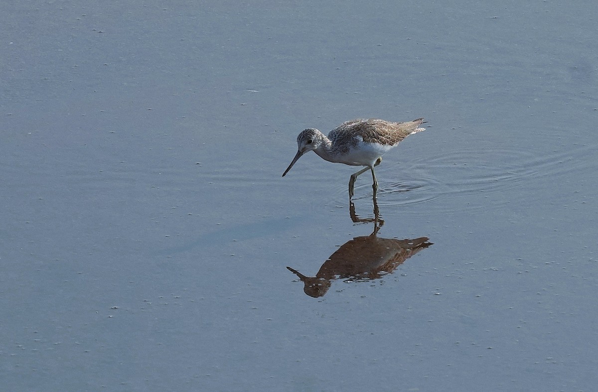 アオアシシギ - ML645539675