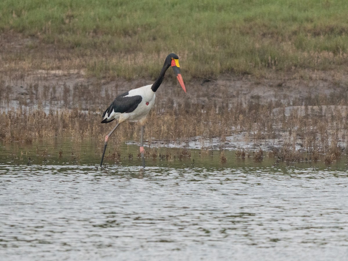 クラハシコウ - ML645539678