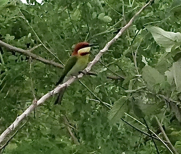 チャガシラハチクイ - ML645539679