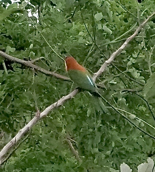 チャガシラハチクイ - ML645539680