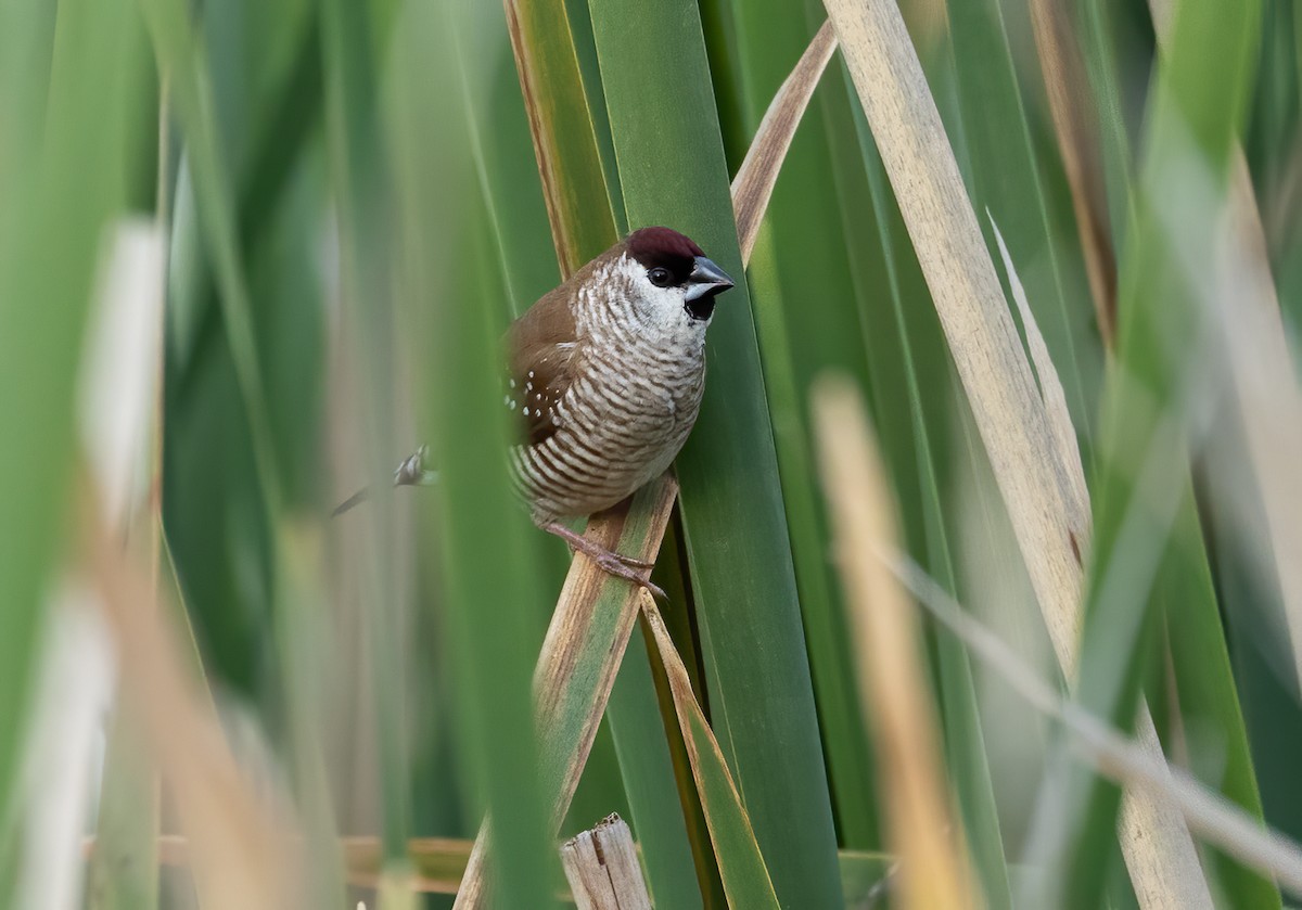 サクラスズメ - ML645539681