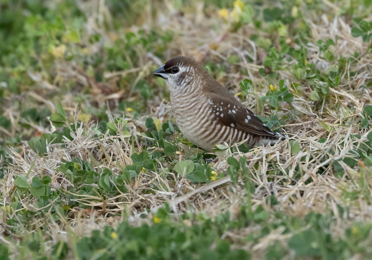 サクラスズメ - ML645539682