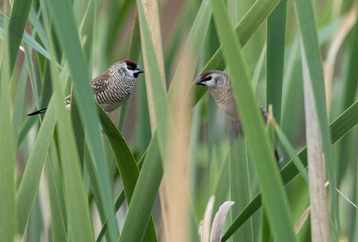 サクラスズメ - ML645539683