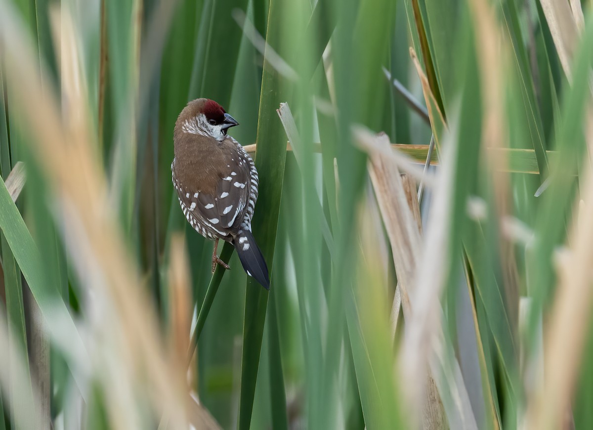 サクラスズメ - ML645539684