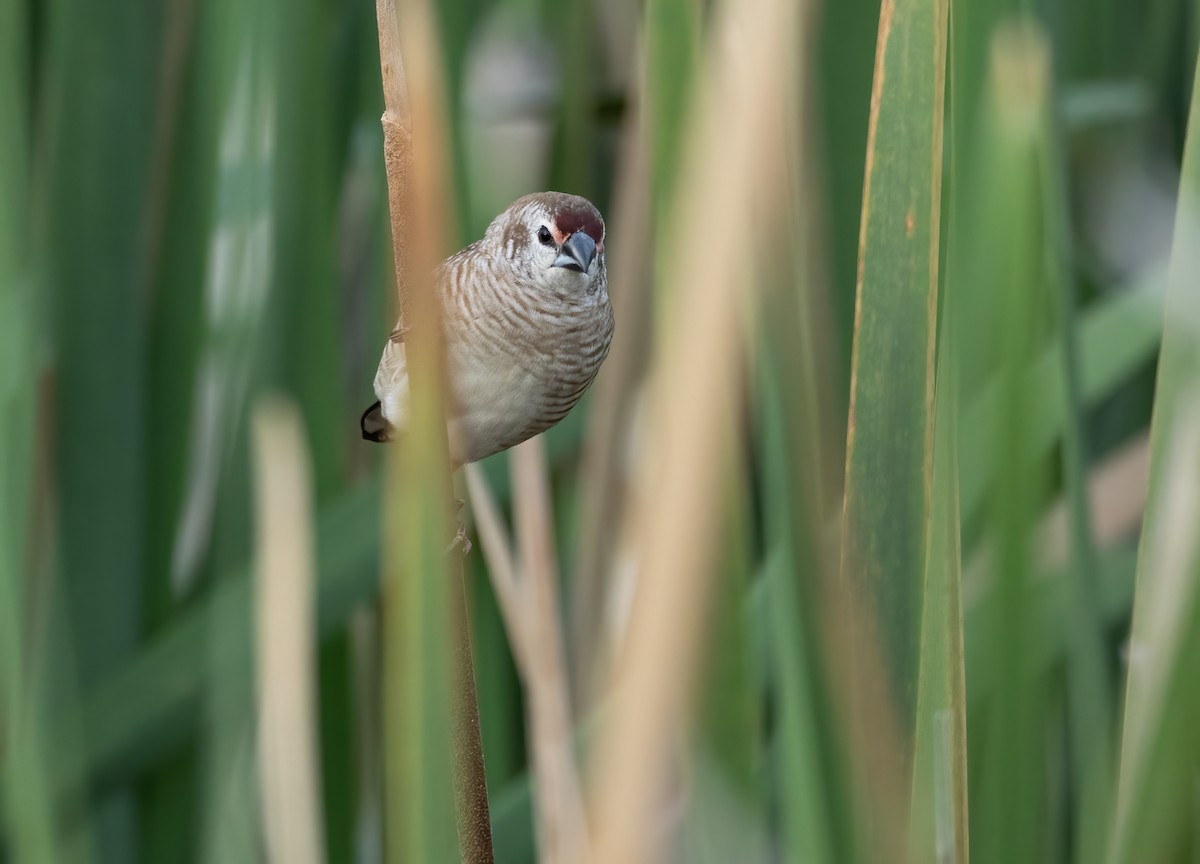 サクラスズメ - ML645539685