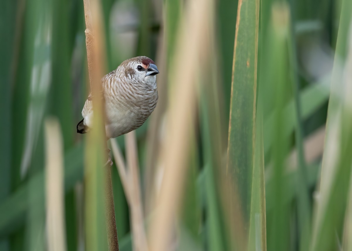 サクラスズメ - ML645539686