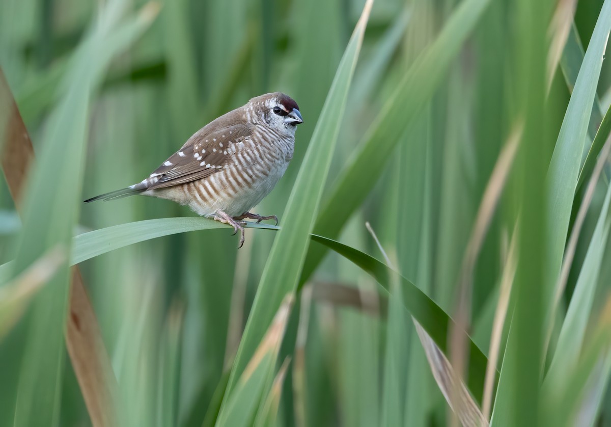 サクラスズメ - ML645539687