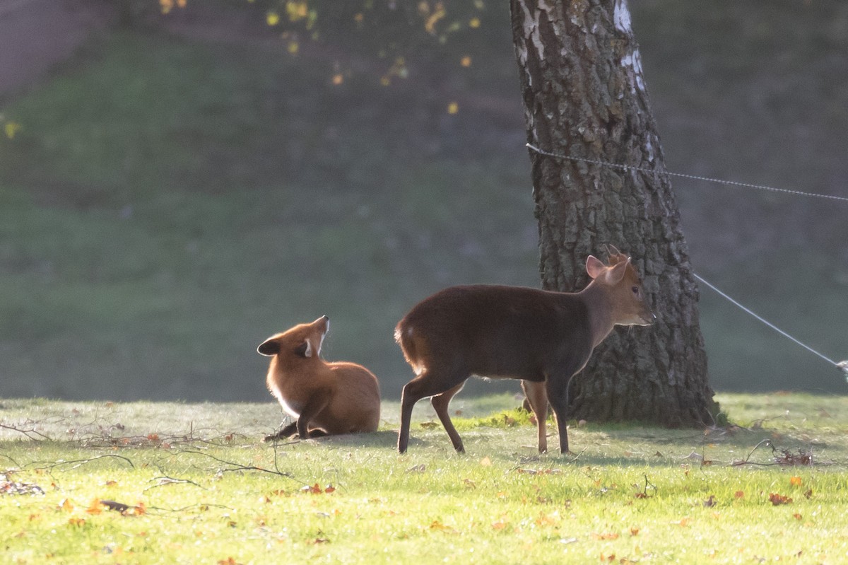 European Red Fox - ML645539692