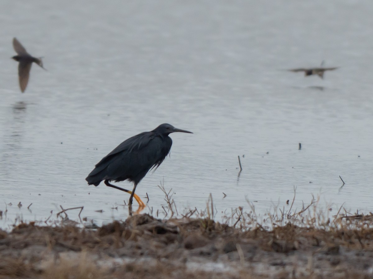 クロコサギ - ML645539697