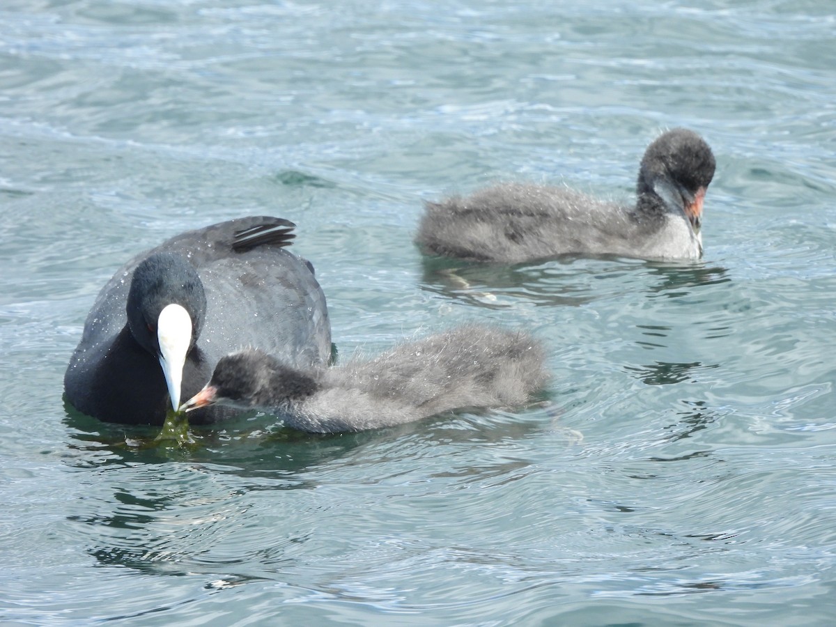 Eurasian Coot - ML645539700