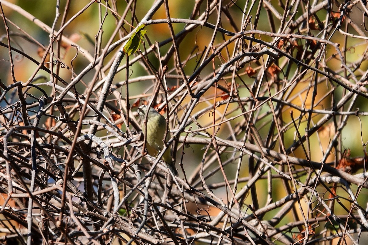 サメズアカアメリカムシクイ - ML645539701