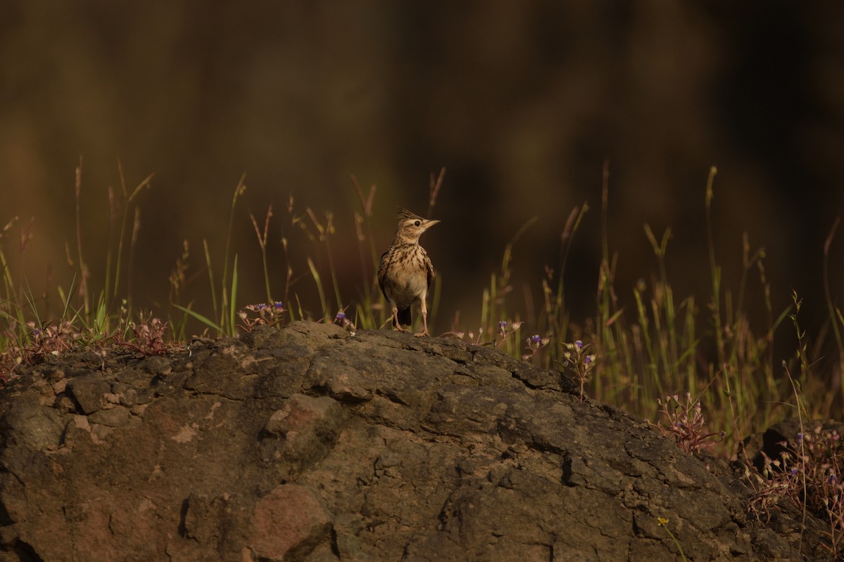 マラバルカンムリヒバリ - ML645539705