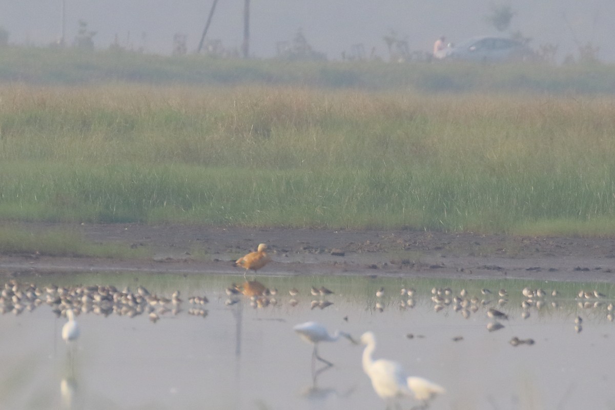 アカツクシガモ - ML645539708