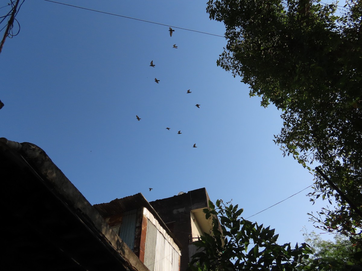 カワラバト（ドバト、家畜型） - ML645539709