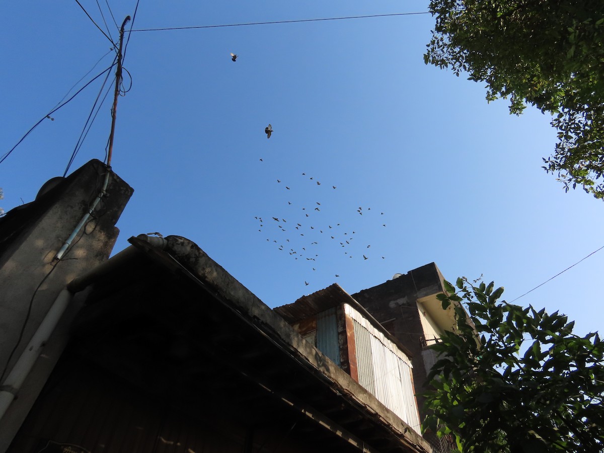 カワラバト（ドバト、家畜型） - ML645539710