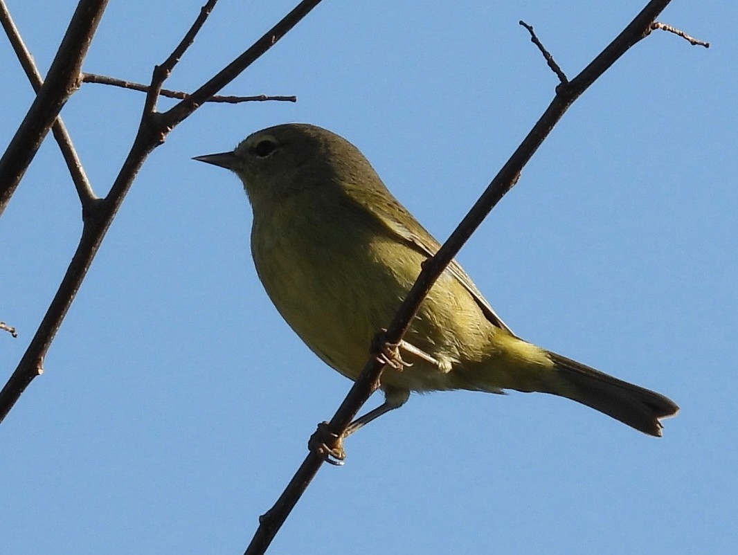 サメズアカアメリカムシクイ - ML645539711