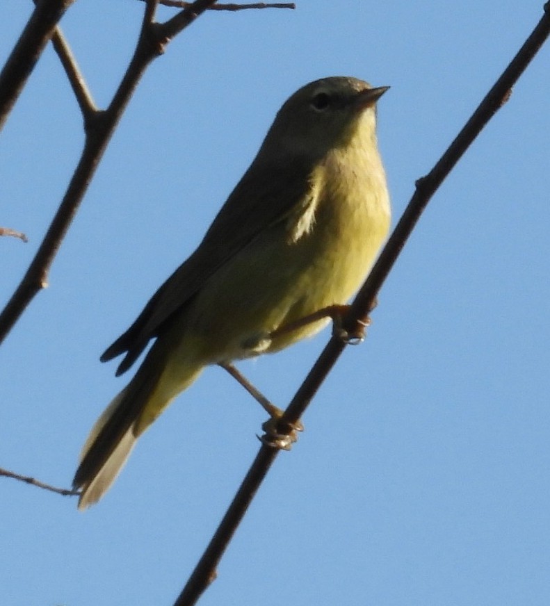 サメズアカアメリカムシクイ - ML645539712