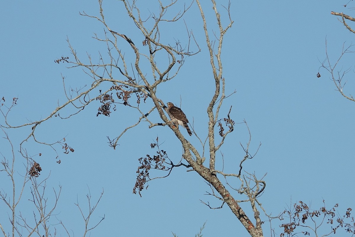 Cooper's Hawk - ML645539720