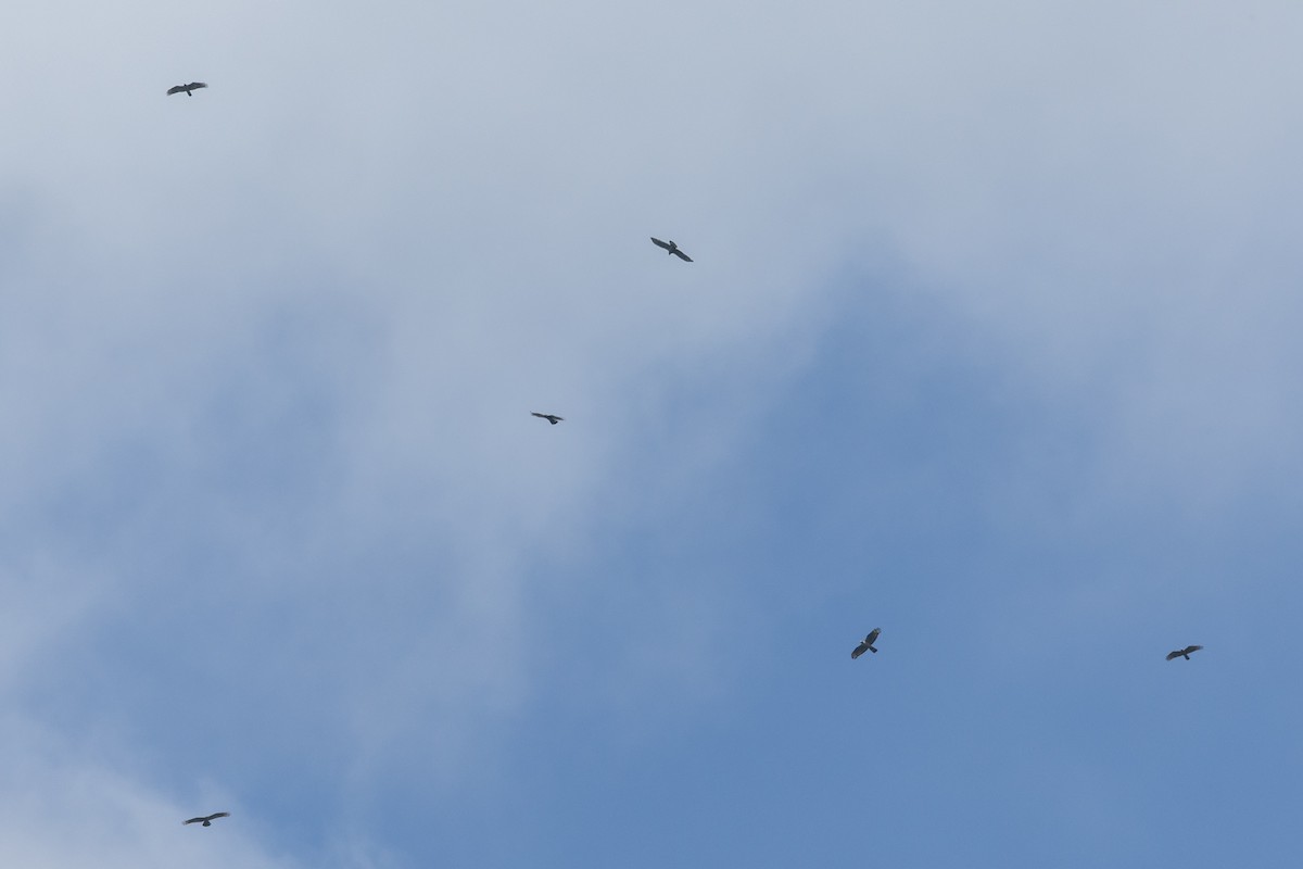 Oriental Honey-buzzard - ML645539721