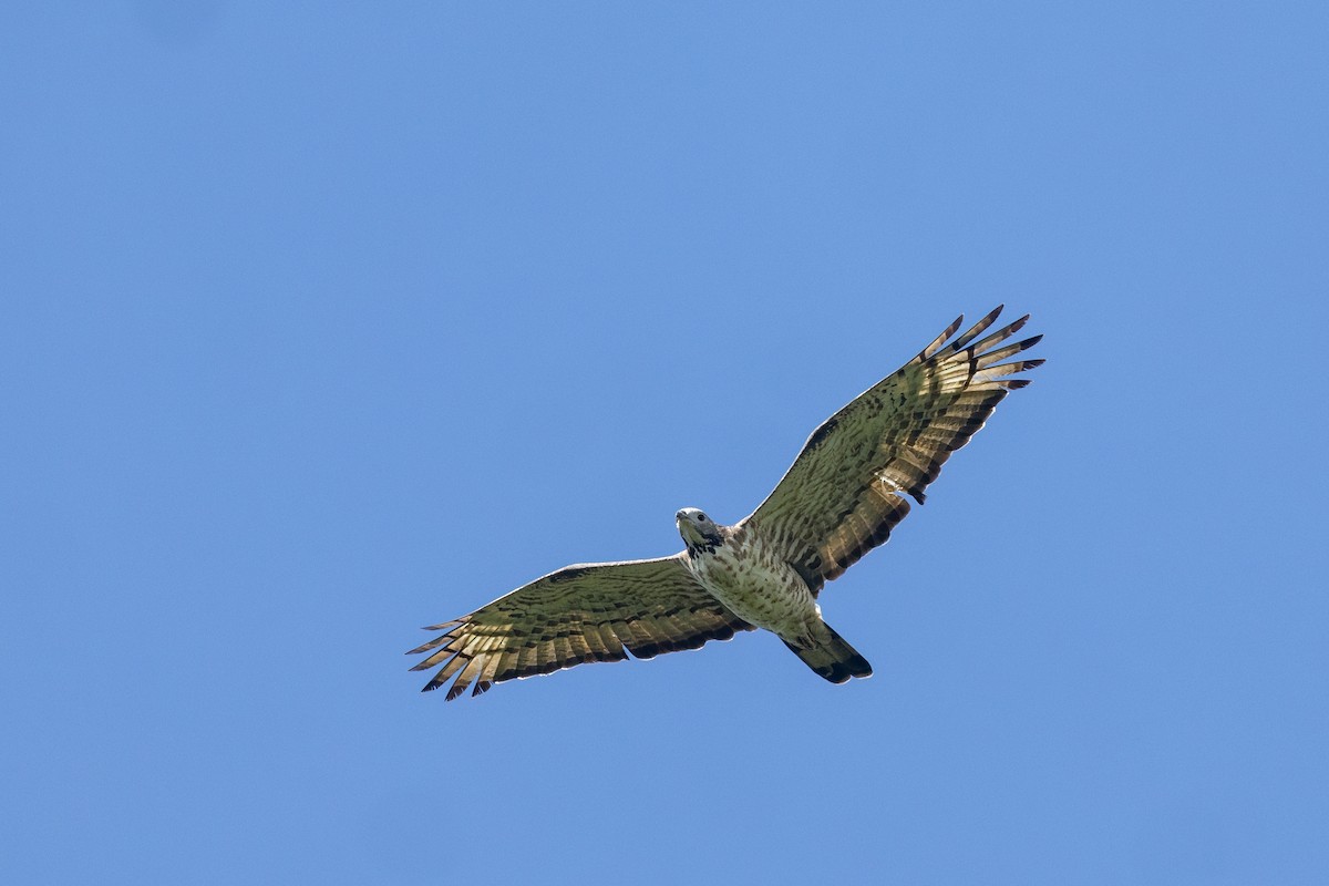 Oriental Honey-buzzard - ML645539739