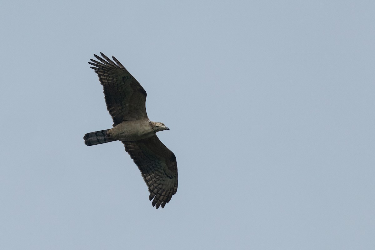 Oriental Honey-buzzard - ML645539740