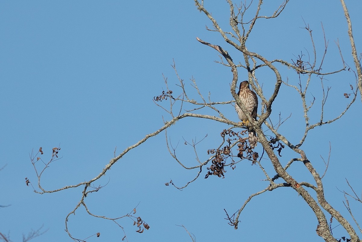 Cooper's Hawk - ML645539743