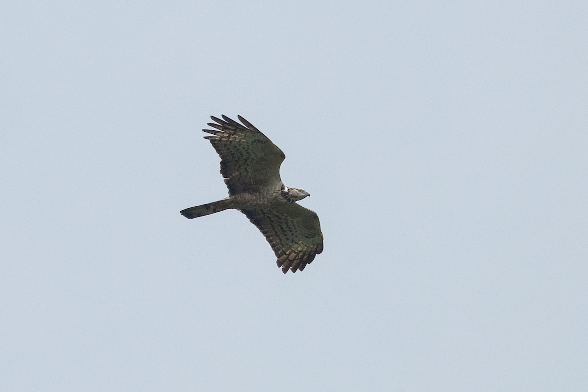 Oriental Honey-buzzard - ML645539744