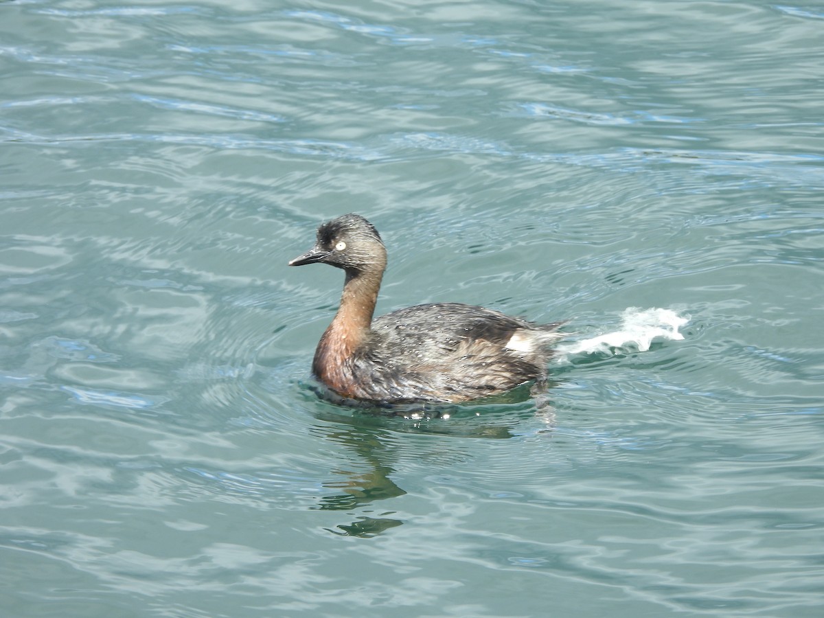 New Zealand Grebe - ML645539746