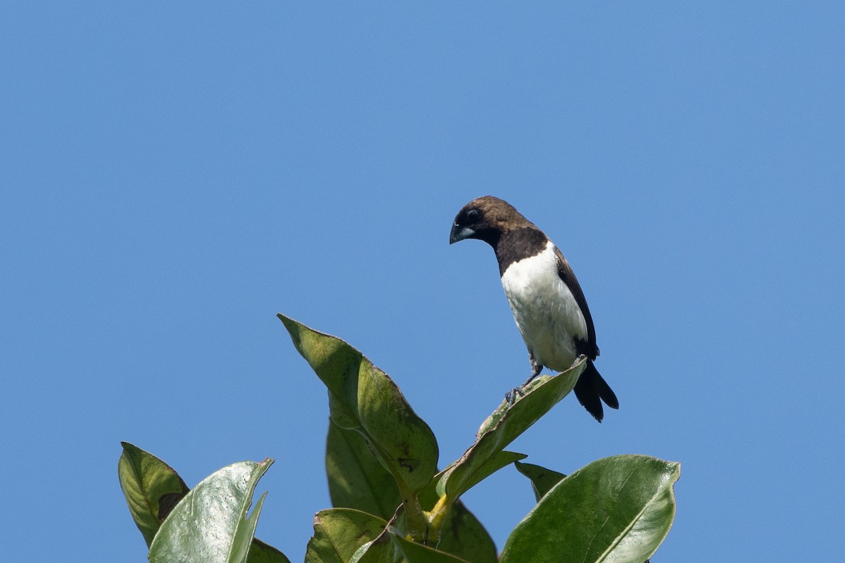 Яванская муния - ML645539747