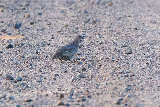 Brown Quail - ML645539758