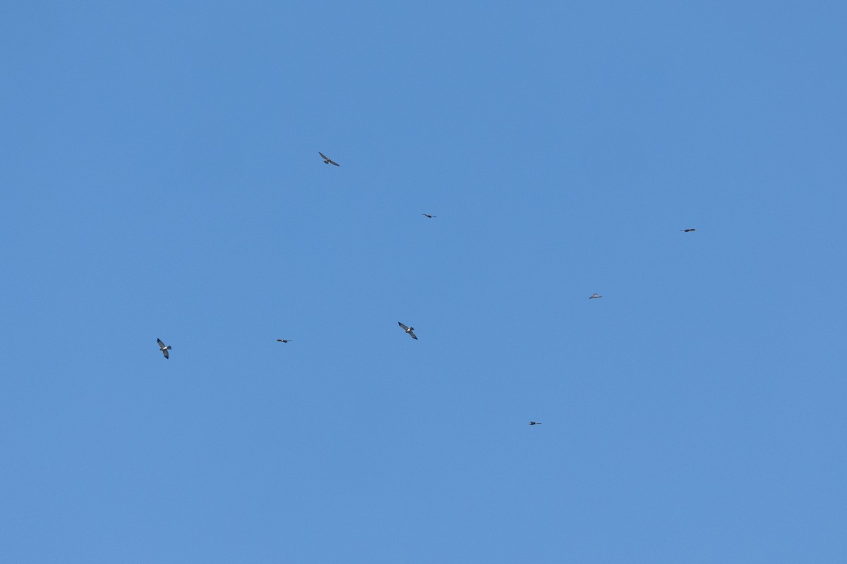 Chinese Sparrowhawk - ML645539760