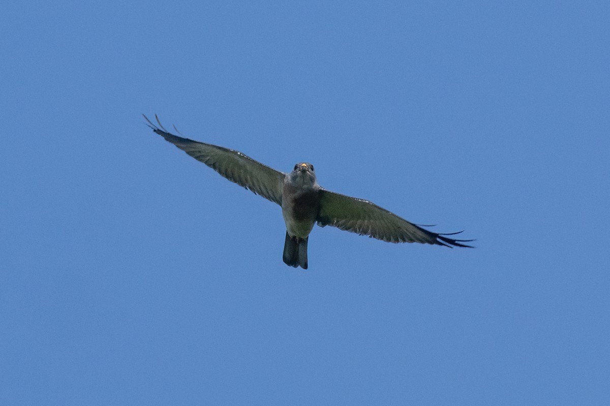 Chinese Sparrowhawk - ML645539772