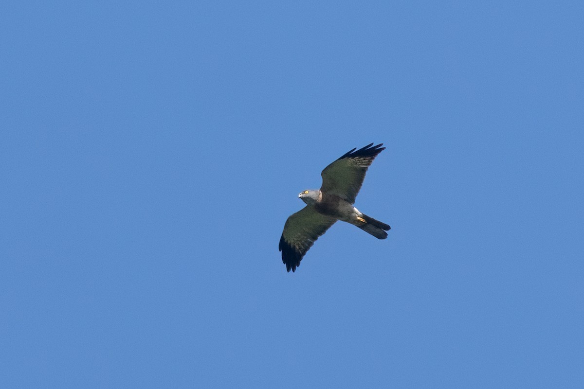 Chinese Sparrowhawk - ML645539773