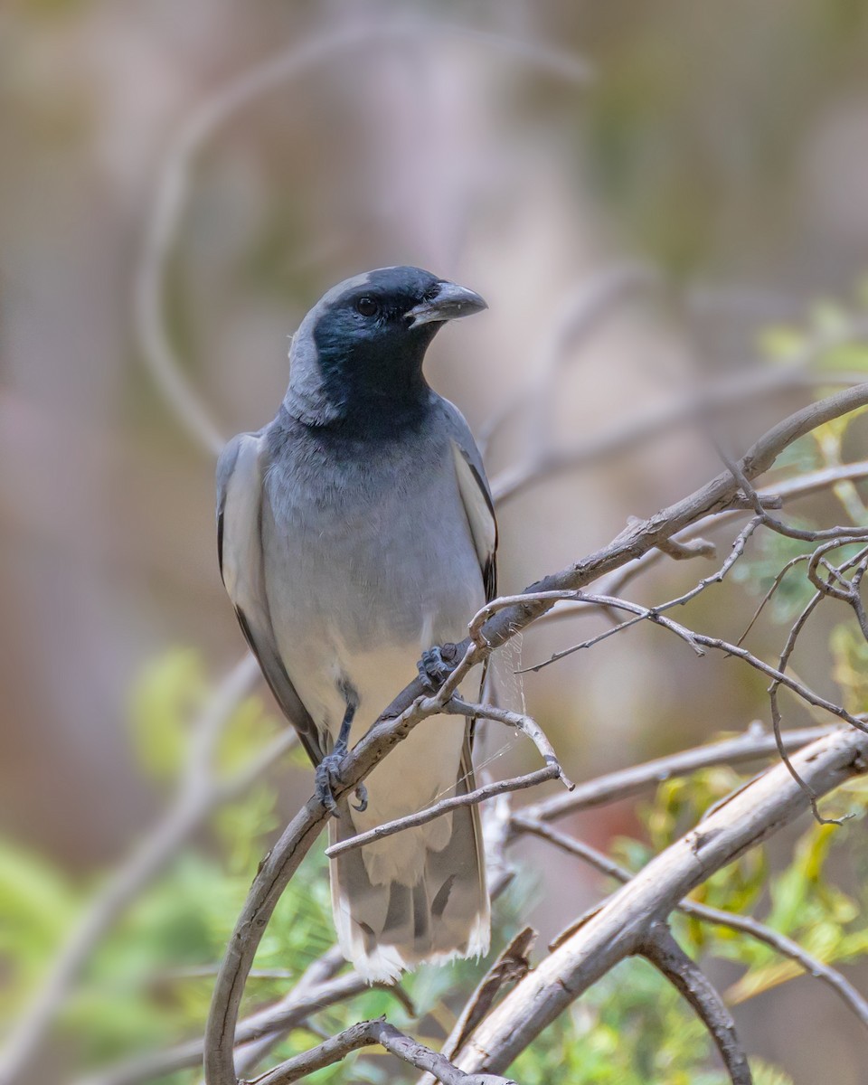 Black-faced Cuckooshrike - ML645539774