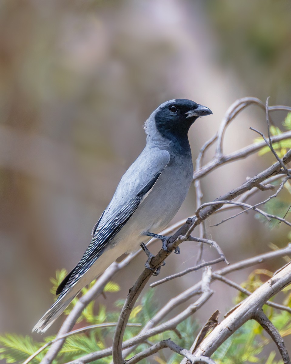 Black-faced Cuckooshrike - ML645539775