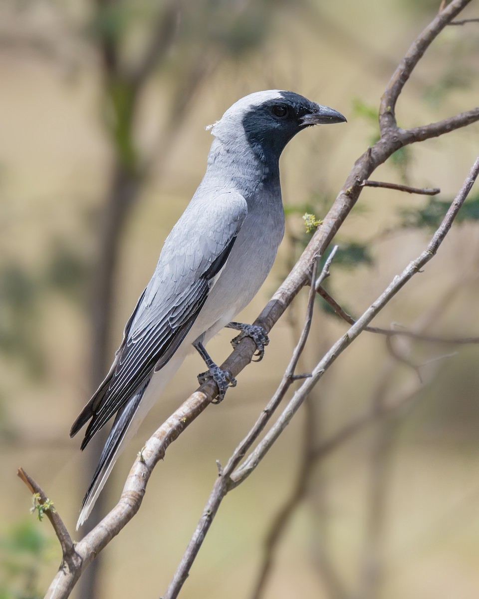 Black-faced Cuckooshrike - ML645539776