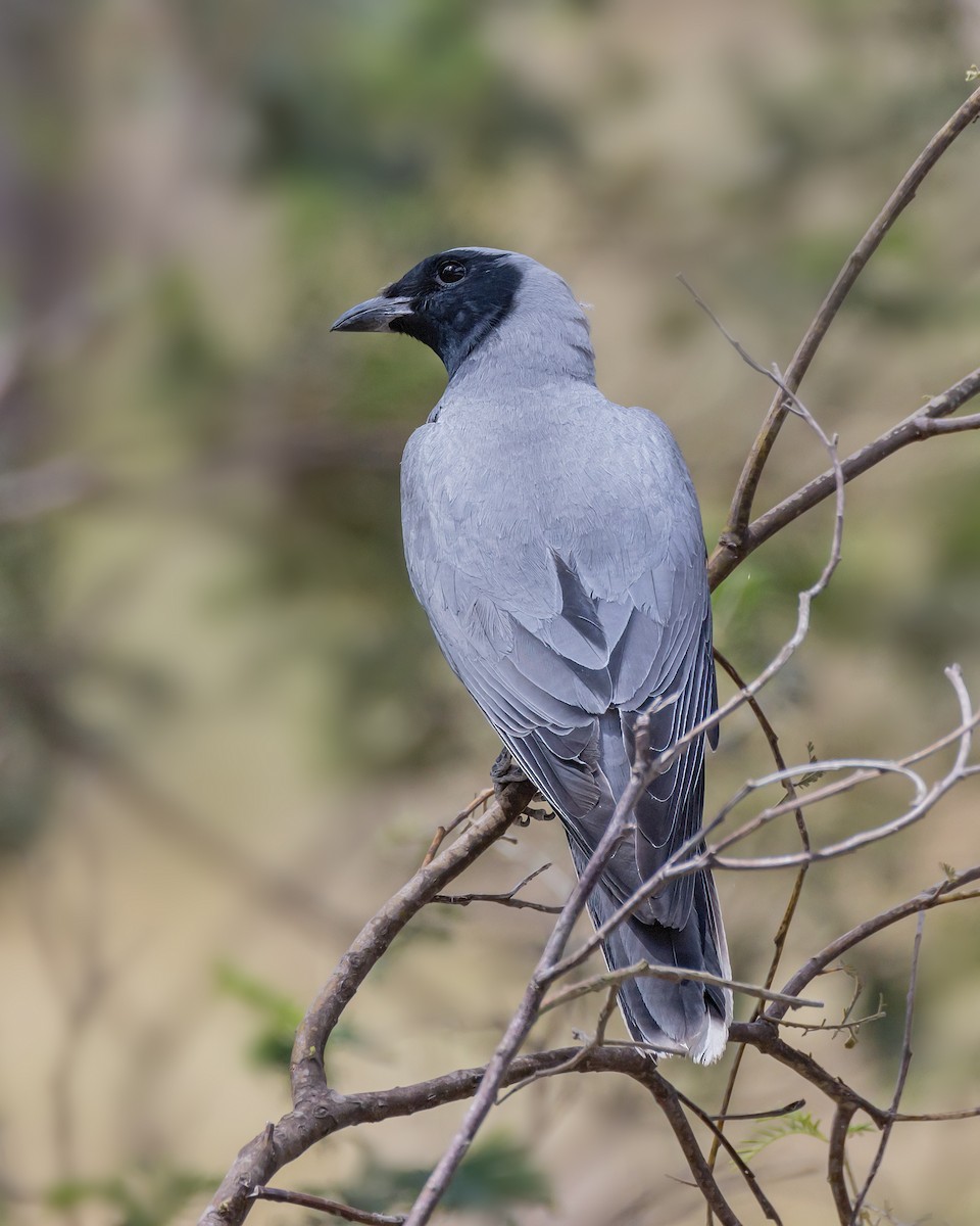 Black-faced Cuckooshrike - ML645539777