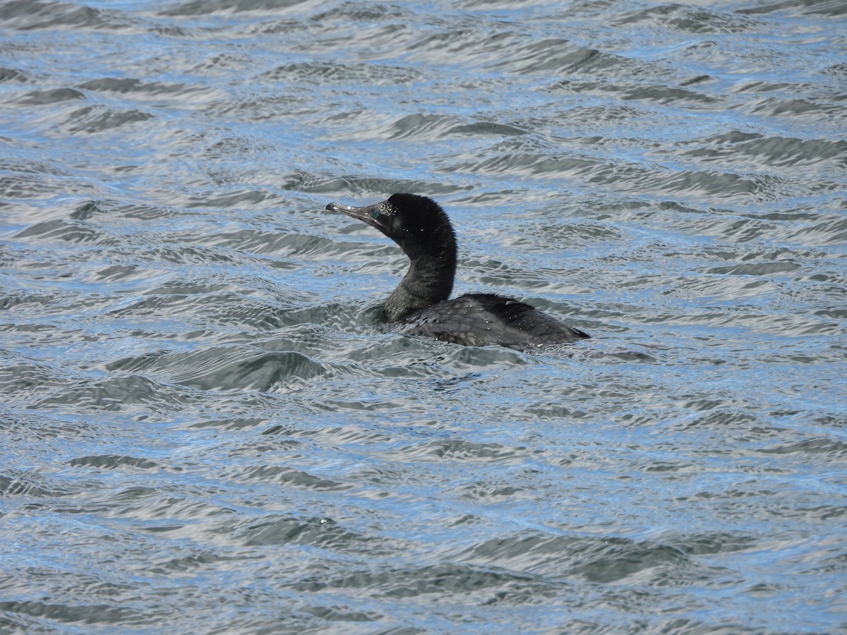 Little Black Cormorant - ML645539784
