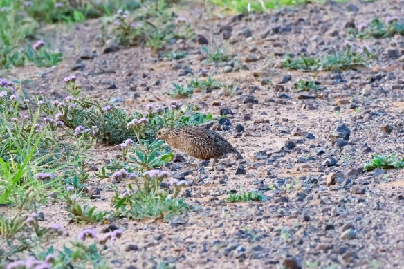 Brown Quail - ML645539787