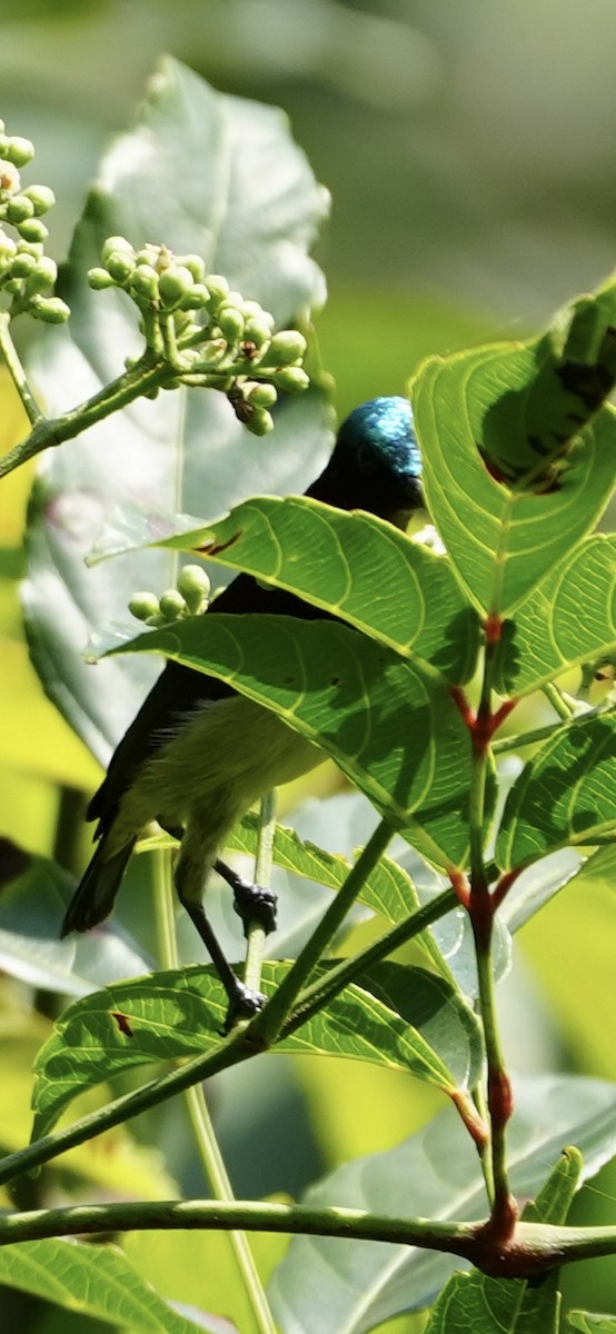 Crimson-backed Sunbird - ML645539788